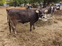 Cow, Brown Carpathian breed — photo 5