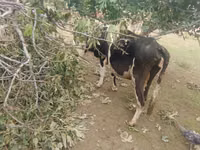Vaca, Simmental cattle — foto 6