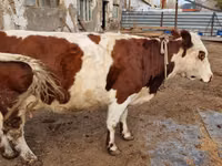 गाय, Swiss cattle — फ़ोटो 5