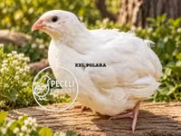 Quails — Foto 1