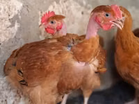 Shamo chickens — photo 2