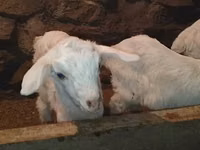 बकरा, Saanen goat — फ़ोटो 7