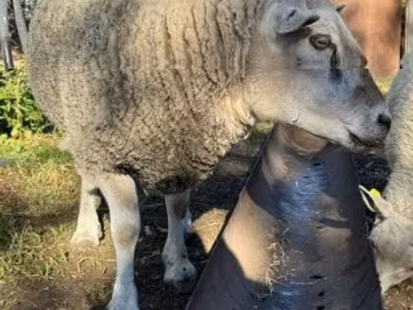 كبش, Texel sheep