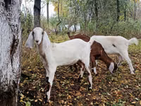 Goat, Nubian Goat — photo 3