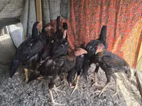 Chickens — الصورة 3