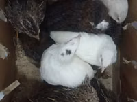 Quails — الصورة 1