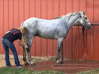 Hengst, Tennessee Walking Horse — Foto 3