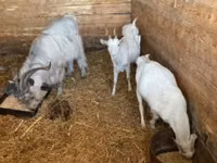 Goat, Goats — photo 6