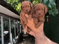 Məhsul: Toy pudel balaları Xüsusiyyətlər: - Cins: Toy Poodle (oyuncaq — Foto 3