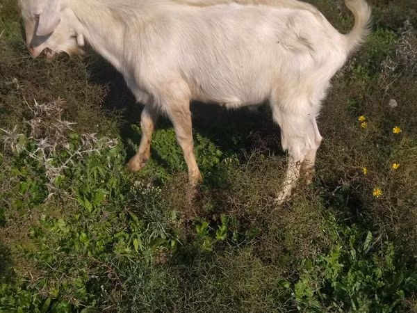 公山羊, Saanen goat