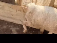 أغنام (دفعة، الجنس غير محدد), Kazakh fat-tailed coarsewool sheep — الصورة 2