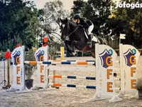 Horse (M), Belgian warmblood horse — photo 1