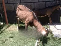 Goat, Goats — photo 4