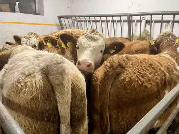 Vaca, Simmental cattle
