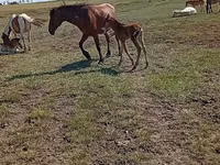 فرس, Kinsky horse — الصورة 7
