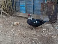 Домашняя мушка — фото 4