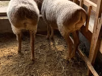 Schaf, Hissar sheep — Foto 7