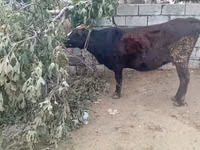 Vaca, Ganado vacuno — foto 3