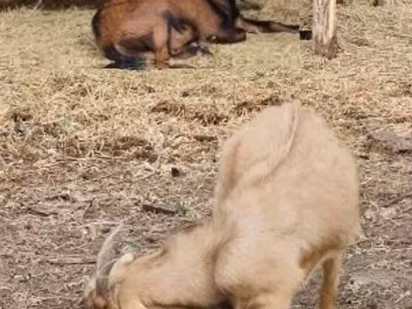 公山羊, Goats