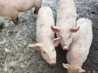 Pigs (batch, sex not specified) — photo 1