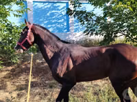 Pferde (Partie, Geschlecht nicht angegeben), Hanoverian — Foto 2