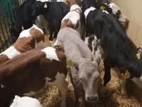 Cattle (batch, sex not specified), Simmental cattle — photo 2