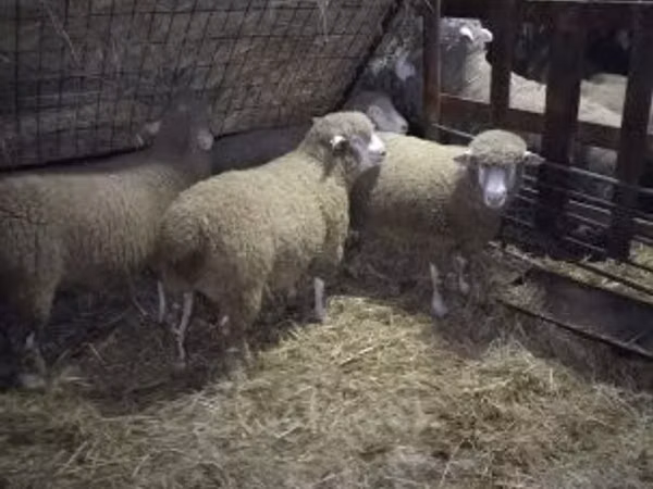 Carnero, Ile-de-France sheep