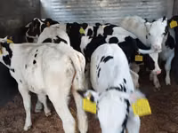 Rinder (Partie, Geschlecht nicht angegeben), Russian Black pied cattle — Foto 6