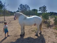 Horse (M), Percheron — photo 3