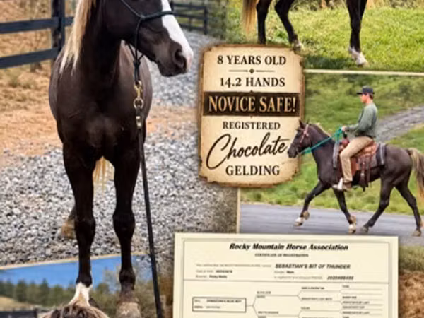 Horse (M), Rocky Mountain Horse