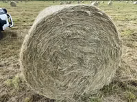 Eragrostis bales - Round / Big (For Sale) — foto 3