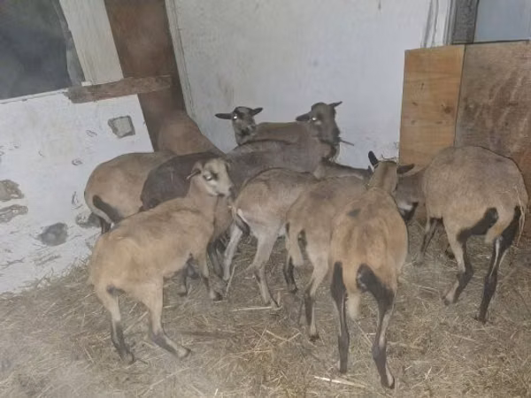 Ram, Cameroon sheep