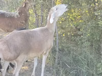 भेड़, Afghan Arabi sheep — फ़ोटो 6
