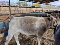 Cattle (batch, sex not specified), Belgian Blue — photo 4