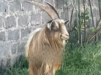 Billy Goat, Toggenburg goat — photo 2