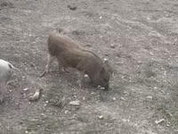 Boar, Pigs — photo 2