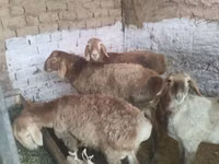 Widder, Rhon sheep — Foto 6