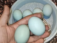 Chickens — फ़ोटो 5