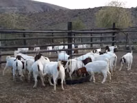 Cabras (lote, sexo no especificado), Boer goat — foto 2