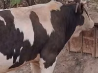 Toro, Raza rojo-moteada — foto 2
