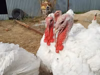 Turkeys — Foto 4