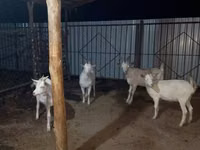 Cabra, Saanen goat — foto 1