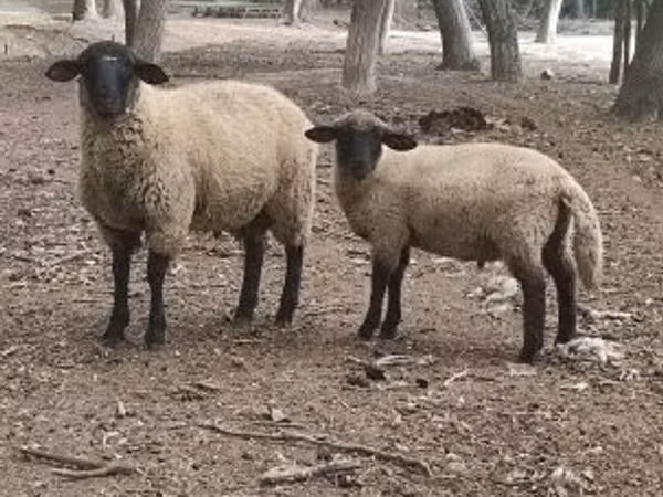 Widder, White Suffolk sheep