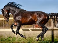 घोड़े (लॉट, लिंग निर्दिष्ट नहीं), Horse breed — फ़ोटो 2