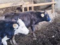ثور, Russian Black pied cattle — الصورة 5