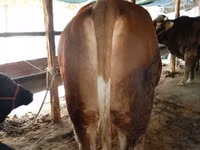 Bulle, Simmental cattle — Foto 3