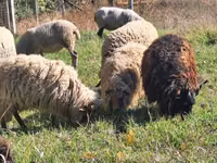 Ram, Racka sheep — photo 3