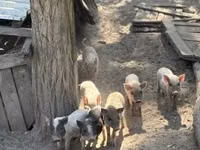 خنزير ذكر — الصورة 1