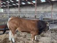 सांड, Partenaise cattle — फ़ोटो 4
