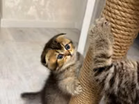 Skreç post – pişiklər üçün sisal dırnaq itiləmə dirəyi - Material — الصورة 1
